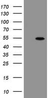 CHN1 Antibody (clone OTI2E11, Carrier-free)