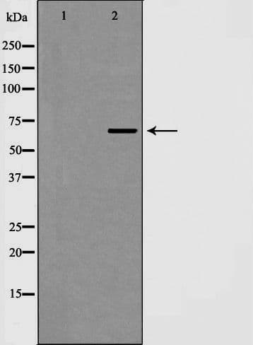 EIF4B Antibody