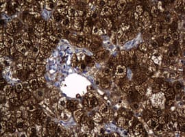 DDT / Dopamine Tautomerase Antibody (clone OTI1B1)