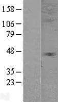 GLRA3 Protein (Over-Expression Lysate Myc-DDK (Flag))