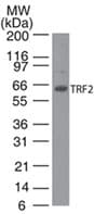 TERF2 / TRF2 Antibody (clone 4A794.15)