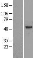 RBBP7 / RbAp46 Protein (Over-Expression Lysate Myc-DDK (Flag))