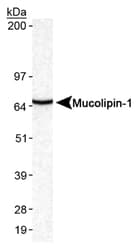Polyclonal Rabbit anti-Mouse MCOLN1 / Mucolipin 1 Antibody (C-Terminus, WB)