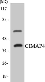 GIMAP4 Antibody (aa115-164)