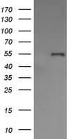 PDIA3 / ERp57 Antibody (clone OTI3E1)