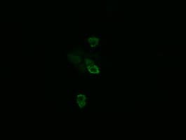 TSC22D3 / GILZ Antibody (clone OTI3F3)