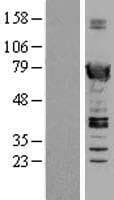 SWAP70 Protein (Over-Expression Lysate Myc-DDK (Flag))