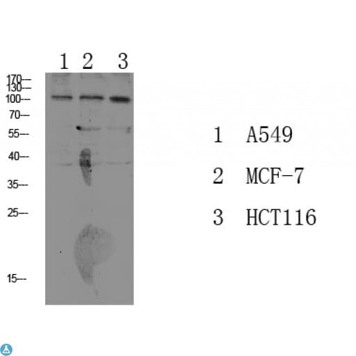 Polyclonal Rabbit anti-Human ATP1A1 Antibody (Tyr260, WB)
