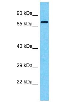 DUX4 Antibody (aa301-350)