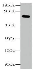 IHC-plus™ p21-ARC / ARPC3 Antibody