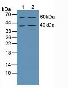 TRADD Antibody (aa61-297)