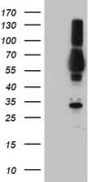 TULP3 Antibody (clone OTI6H4)