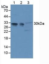 PHAP1 / ANP32A Antibody (aa2-249)