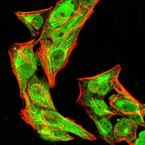 IPAF / NLRC4 Antibody (aa525-538, phospho-Ser533, clone 9A6A1)