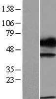 Disulfide Isomerase / TXNDC15 Protein (Over-Expression Lysate Myc-DDK (Flag))