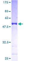 Human RAB4A / RAB4 Protein (Recombinant GST)