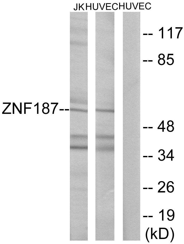 ZNF187 Antibody