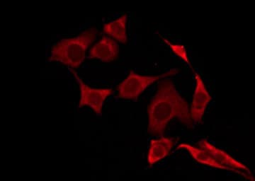 Polyclonal Rabbit anti-Human OR52E4 Antibody (IF, WB)