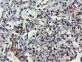 QPRT Antibody (clone OTI1C10, Carrier-free)