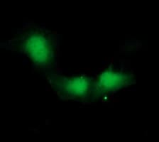 IHC-plus™ IDO1 / IDO Antibody (clone 4B11)