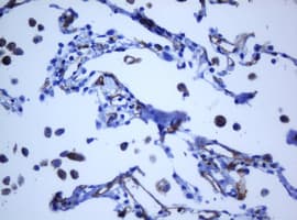 PECAM-1 / CD31 Antibody (clone OTI1F9)