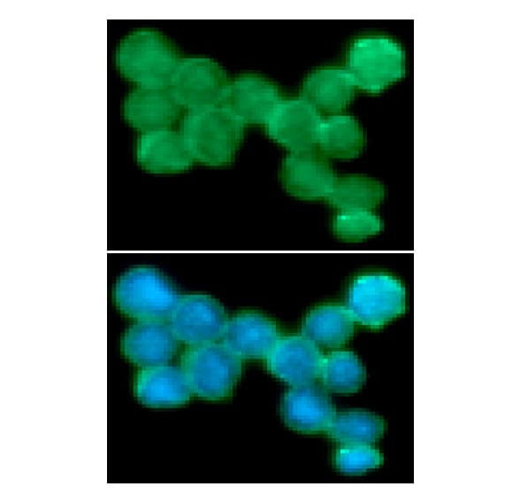 NCR2 / NKP44 Antibody (clone AT1G6)