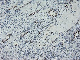 TLE1 / TLE 1 Antibody (clone OTI1D6)