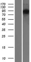 FAM13B Protein (Over-Expression Lysate Myc-DDK (Flag))