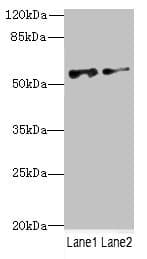 NEK3 Antibody