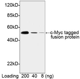 Monoclonal Rabbit Myc Tag Antibody (HRP, c-Myc epitope, WB)