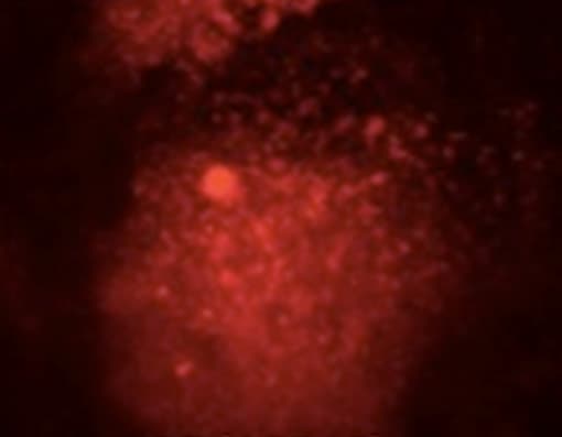 VEGFA / VEGF Antibody