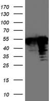 TAL1 Antibody (clone OTI6H6, Carrier-free)
