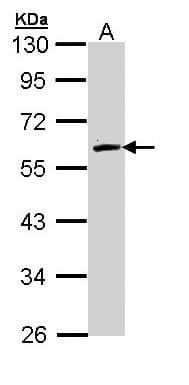 Polyclonal Rabbit anti-Human FMO2 Antibody (aa74-354, IHC, WB)