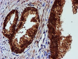 C1orf50 Antibody (clone OTI1C6)