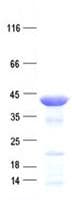 Human M-PST / STM Protein (Recombinant His, N-Terminal)