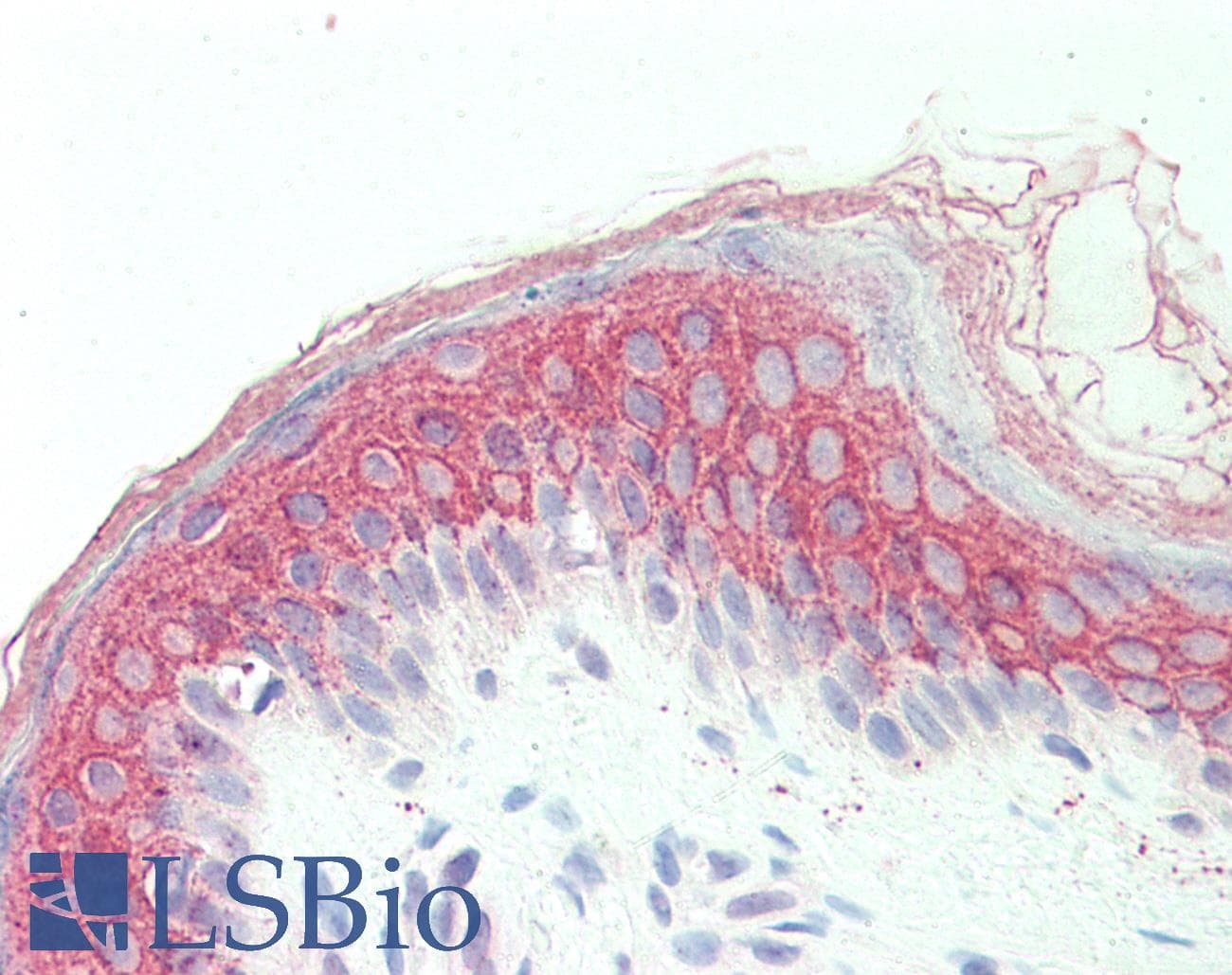 IHC-plus™ CENPU / MLF1IP Antibody