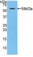 CTSD / Cathepsin D Antibody (aa120-407, APC)