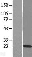 RAP2C Protein (Over-Expression Lysate Myc-DDK (Flag))