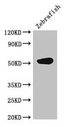 IHC-plus™ CS / Citrate Synthase Antibody