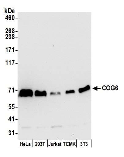 COG6 Antibody (aa607-657)
