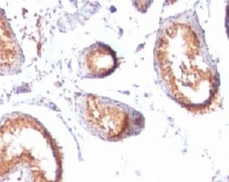 PMEL / SILV / gp100 Antibody (clone MSSG95)
