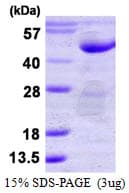 Human PTPN7 / HEPTP Protein (Recombinant His)