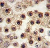 Polyclonal Rabbit anti-Human MSY2 / YBX2 Antibody (aa294-323, IHC, WB)