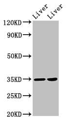 Polyclonal Rabbit anti-Human NANOG Antibody (WB)