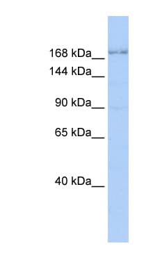 PathPlus™ TJP1 / ZO-1 Antibody (aa935-984)