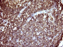 ICAM3 / CD50 Antibody (clone OTI1E7, Carrier-free)