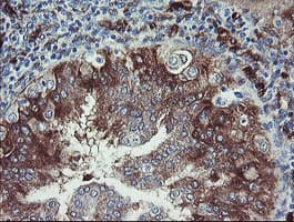 TSC22D1 / TSC22 Antibody (clone OTI1A5)