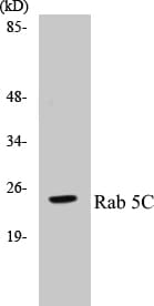 Polyclonal Rabbit anti-Human RAB5C Antibody (Ala153, IHC, WB)