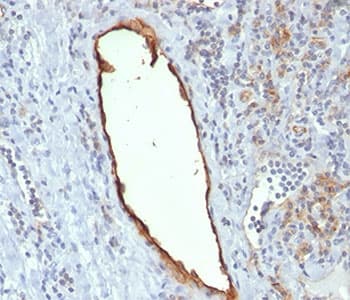 PECAM-1 / CD31 Antibody (clone C31.7, Ready-to-Use)