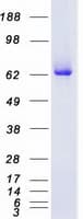 Human PRKCD / PKC-Delta Protein (Recombinant Myc-DDK (Flag))